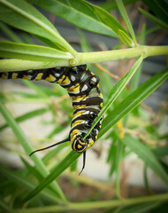 Monarch caterpillar feeding on swan plant