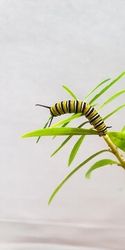 Monarch caterpillar feeding on swan plant