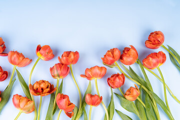 Scarlet, red tulips on a blue background. Imitation of the sky and flowers in the background. The concept of congratulations and peace. There is space for text