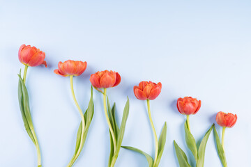Scarlet tulips in a row on a blue background. Imitation of the sky and flowers in the background. The concept of congratulations and peace. There is space for text