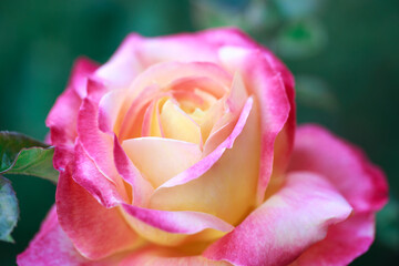 Rose flower macro. pink and yellow rose flower closeup. High quality natural background. Beautiful background