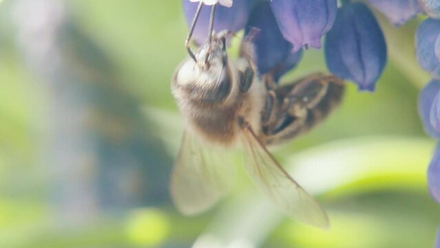 bee collects pollen from flowers. macro photography. natural product. harvesting.honey