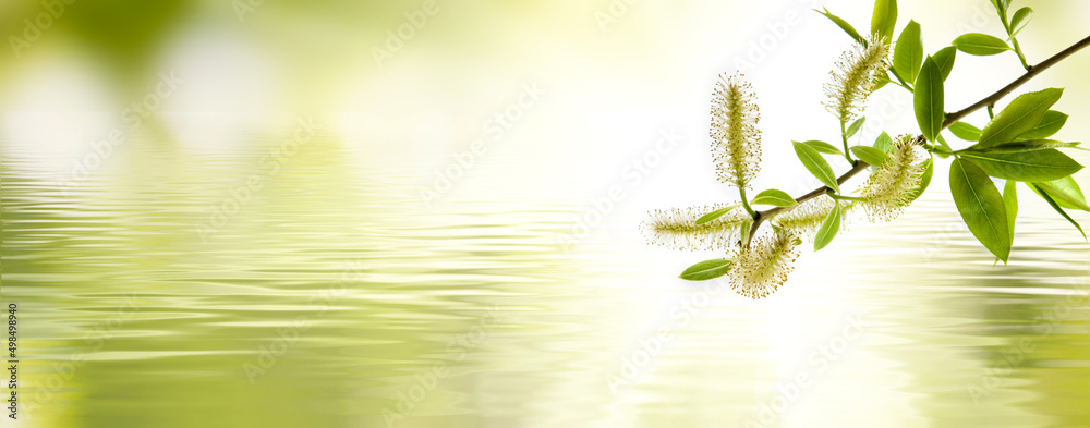 Wall mural Blossoming willow catkins