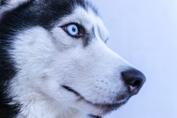 Close-up portrait cute blue-eyed siberian husky dog