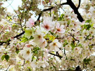 beautiful pink sakura cherry blossom blooming in spring