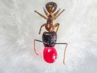 Red ant eating natural sweet water drops isolated on white background.