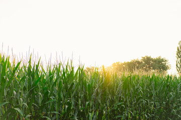 Green field of young corn under the sunlight. Corn grown in farmland, cornfield.