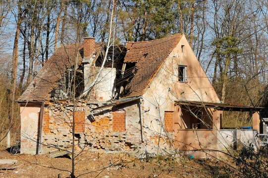 Brown red house ruin with collapsed roof through which a birch tree grows