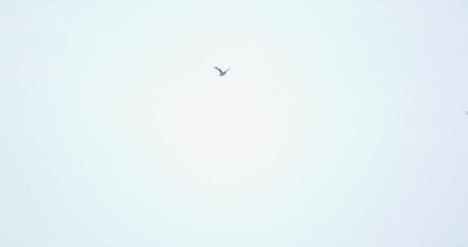 Single mealy parrot flies over the forest against the sky