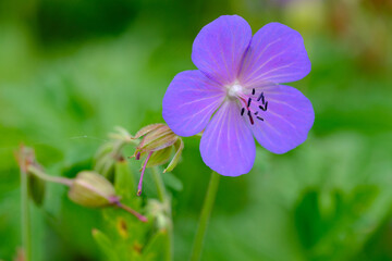 Macrophotography nature, Macro flowers, kwiaty, fotografia makro