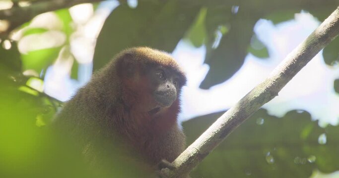 Dusky titi monkey sitting in forest canopy curiously observes surroundings