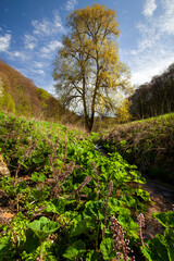Frühling im Tal der Traunfeld