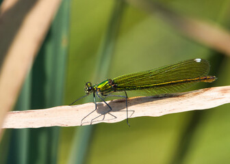 Geb&auml;nderte Prachtlibelle weibl.
