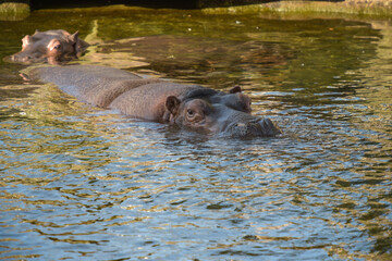 beautiful hippopotamus portrait in the water