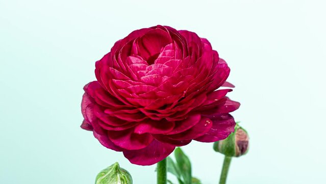 Time Lapse of Opening Red Flower Buttercup on a Light Blue Background. Side View on Ranunculus Flower Blooming in Timelapse