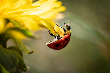 Macrophotography nature, Macro flowers, kwiaty, fotografia makro © Tomasz
