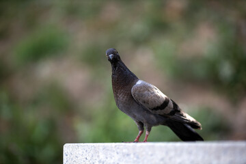 City bird Portrait