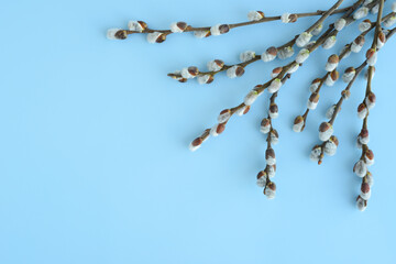 Pussy willow branches on a blue background. Easter background, blossom pussy willow tree