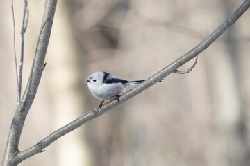 Long-tailed tit sits on a tree branch in spring