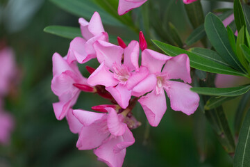Oleander bush with pink flowers, close up