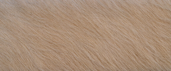close up photo of brown fur texture background	