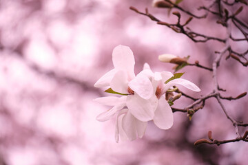 満開に花を咲かせた公園の桜の木