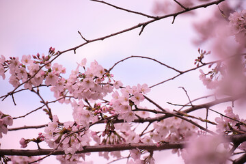 満開に花を咲かせた公園の桜の木