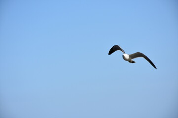 Fototapeta na wymiar Seagulls in the Sea of Japan in spring