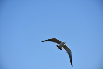 Seagulls in the Sea of Japan in spring