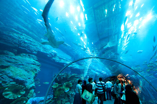 The shark tunnel of Dubai Aquarium & Underwater Zoo