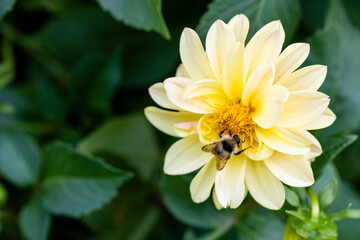 A bee on a yellow flower in close-up