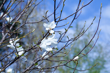 White magnolia blossoms in the park.