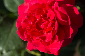 Rose flower macro. red rose flower closeup. High quality natural background. Beautiful background