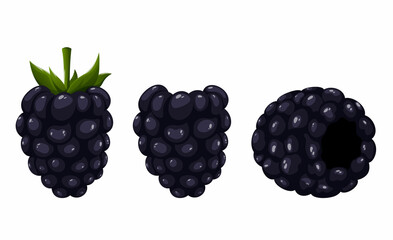 Blackberry, berries in various positions, vector image of summer delicious plants. Vitamins and proper nutrition. Healthy lifestyle concept for poster, banner, advertisement or sticker.