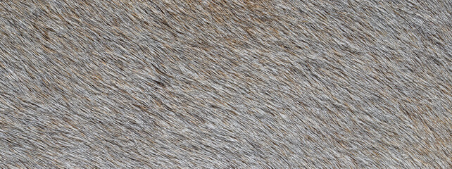 close up photo of gray fur texture background	