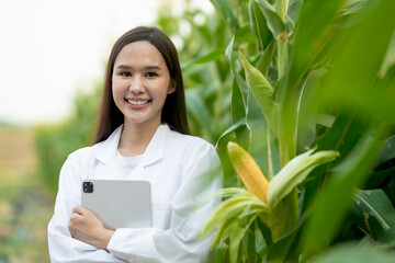 woman Asian farmer wearing a red plaid shirt and white gloves.He was carving the fresh yellow corn in garden.concept of inspecting agricultural products before they are exported to the market.