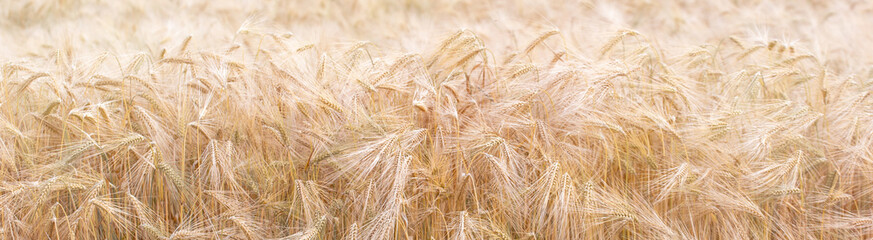 golden wheat field under sunlight in summer	
