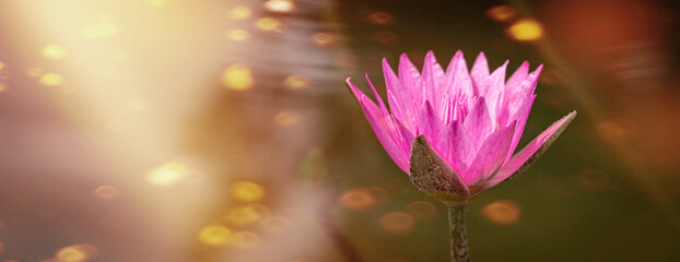 pink water lily in pond under sunlight. Blossom time of lotus flower	
