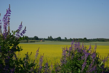 yellow field in summer time