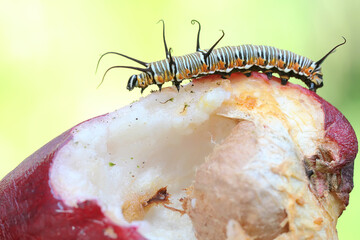 A caterpillar is crawling on a pink Malay apple. These insects like to eat young leaves, flowers and fruit.