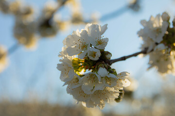 blooming tree in spring