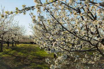 cherry blossom in spring