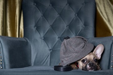 A bulldog breed dog lies in the corner of a cozy living room chair in a stylish cap, and next to it...