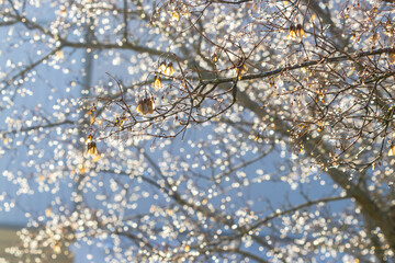Tree after the rain. Background with glowing bokeh.