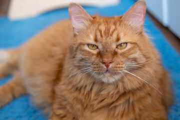 Red British cat with yellow eyes on a blue carpet in a room at home. Beautiful pet.
