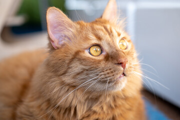 Red British cat with yellow eyes on a blue carpet in a room at home. Beautiful pet.