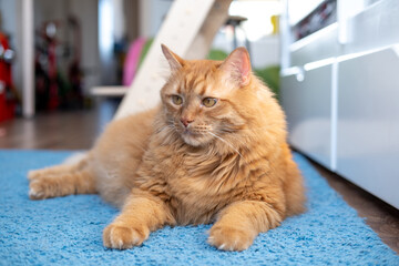 Red British cat with yellow eyes on a blue carpet in a room at home. Beautiful pet.