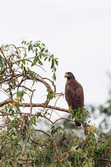 bird in national park, sri lanka