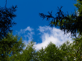 Cielo y nubes entre abetos