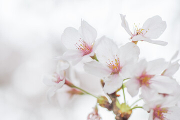 透明感のある桜(アップ)